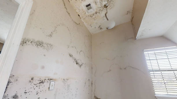 Best Mold Prevention Services  in Leesburg, FL