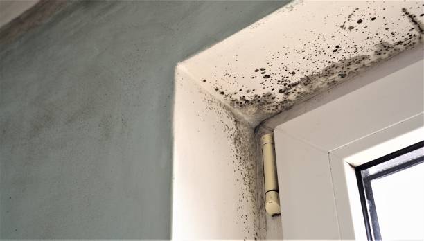 Best HVAC Mold Inspection and Cleaning  in Leesburg, FL