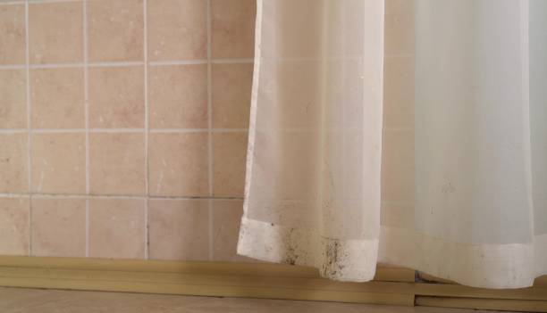Best Comprehensive Air Testing for Mold Contaminants  in Leesburg, FL