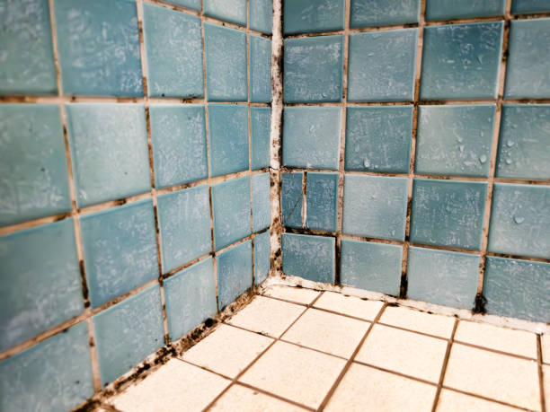 Trusted Leesburg, FL Mold Removal Experts