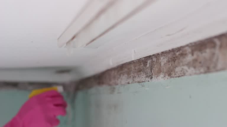 Best Residential Mold Inspection & Testing  in Leesburg, FL